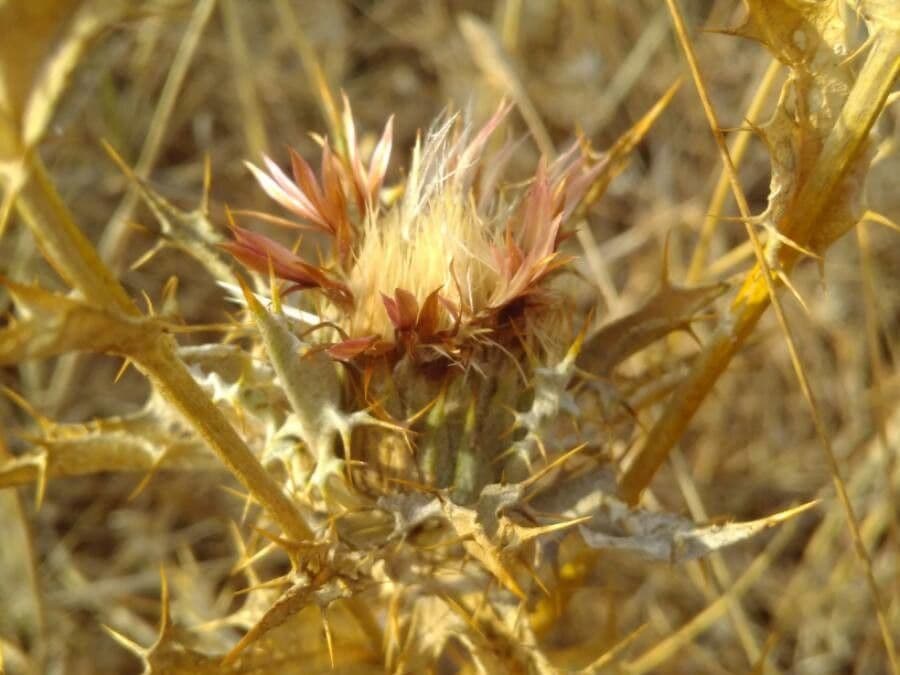 Carlina lanata