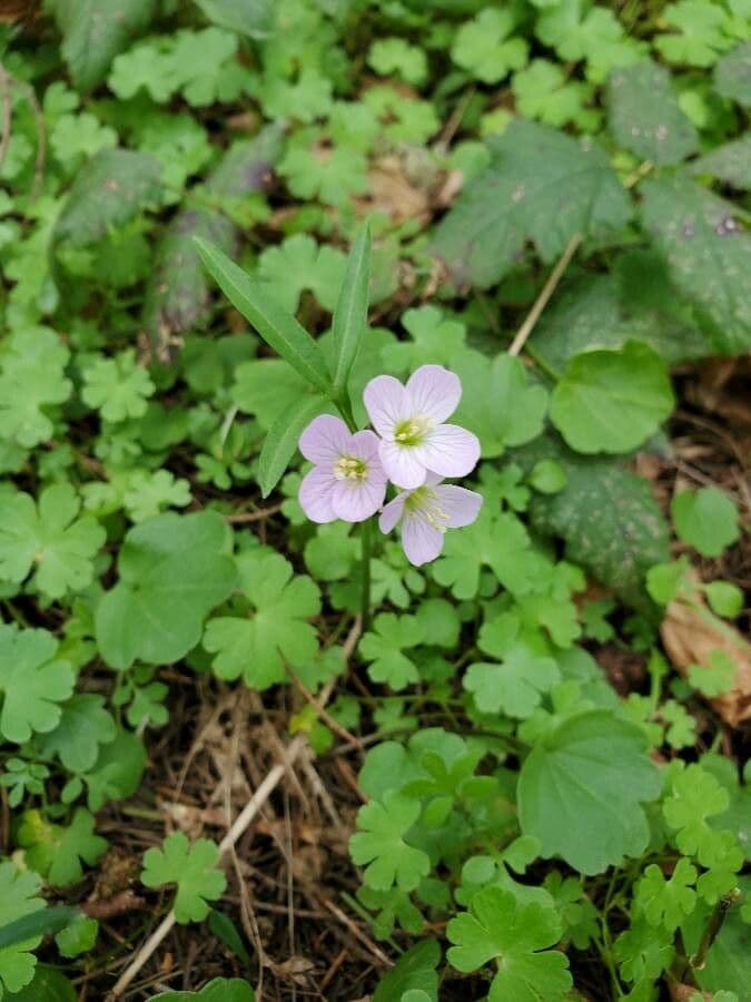Cardamine di Nuttall 5