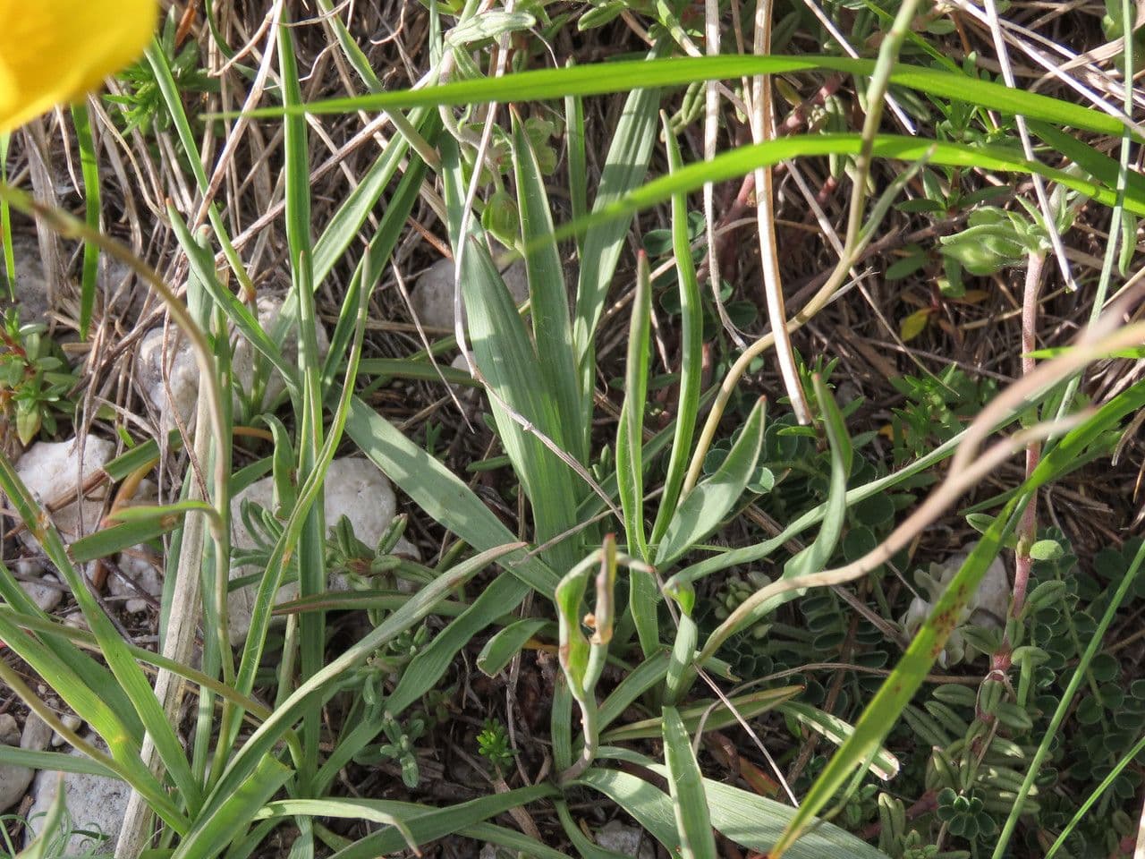 Ranunculus gramineus 19