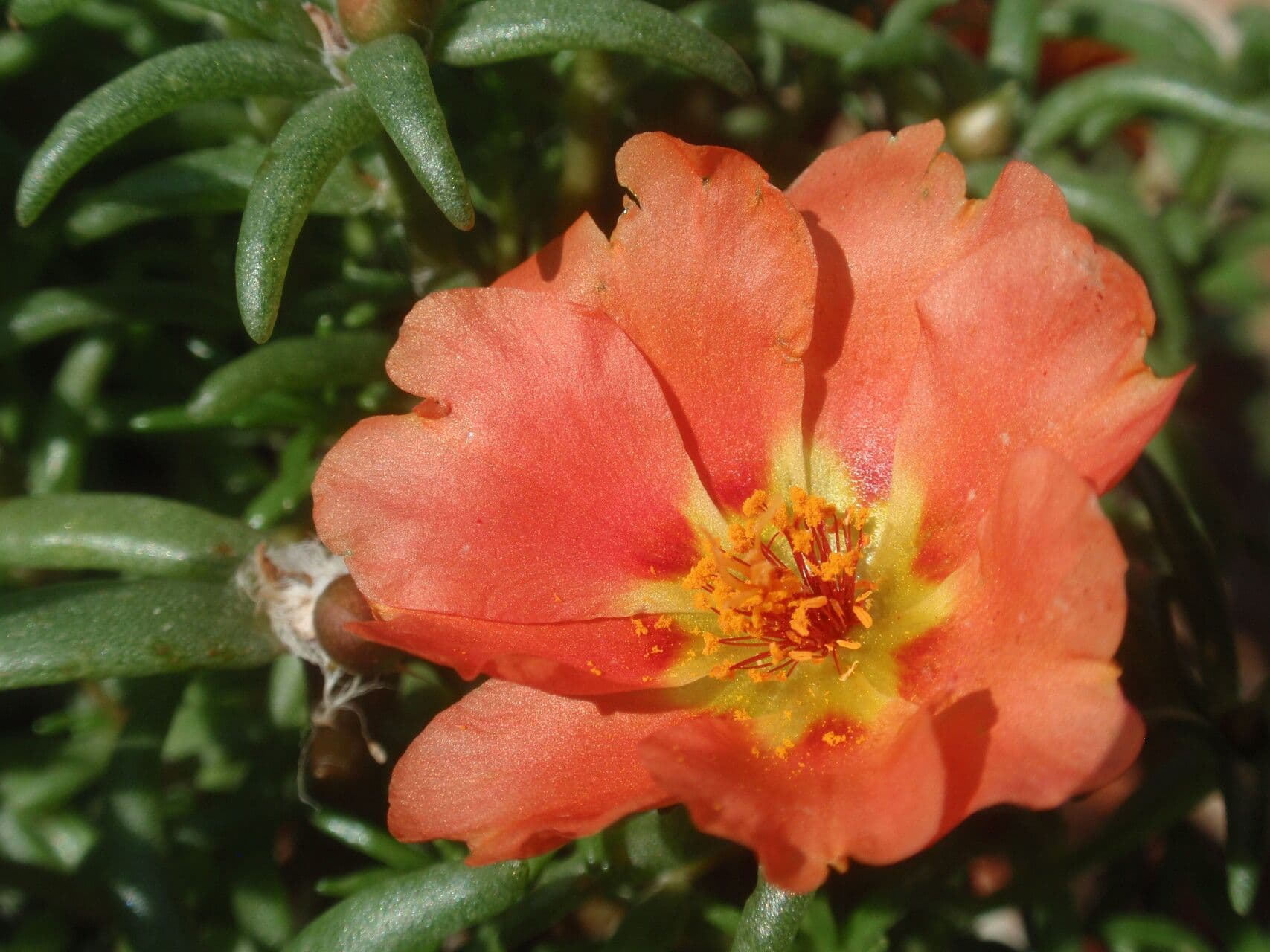 Portulaca 4
