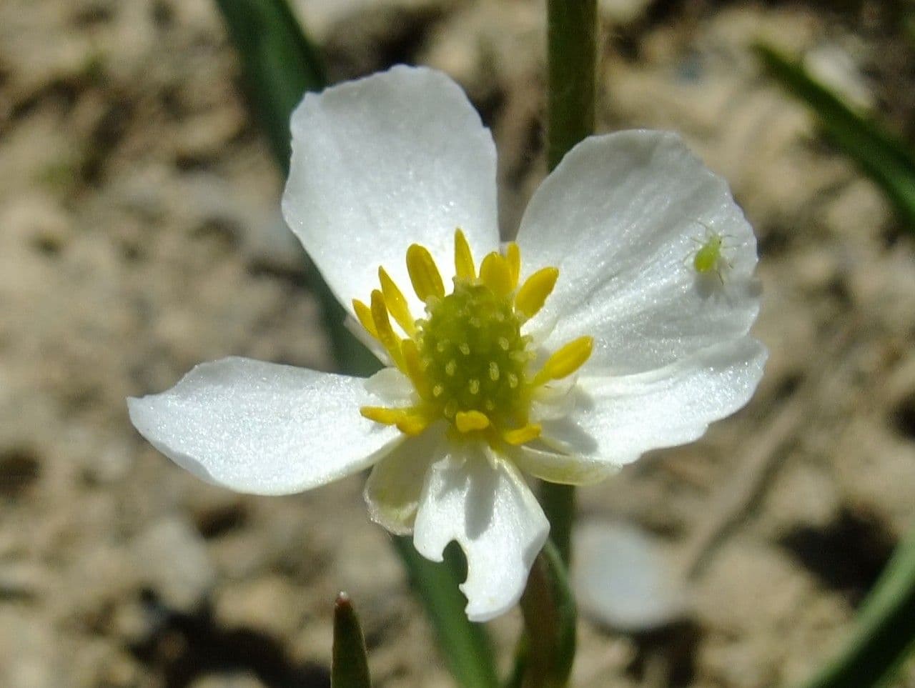 Jaskier Küpfera 6
