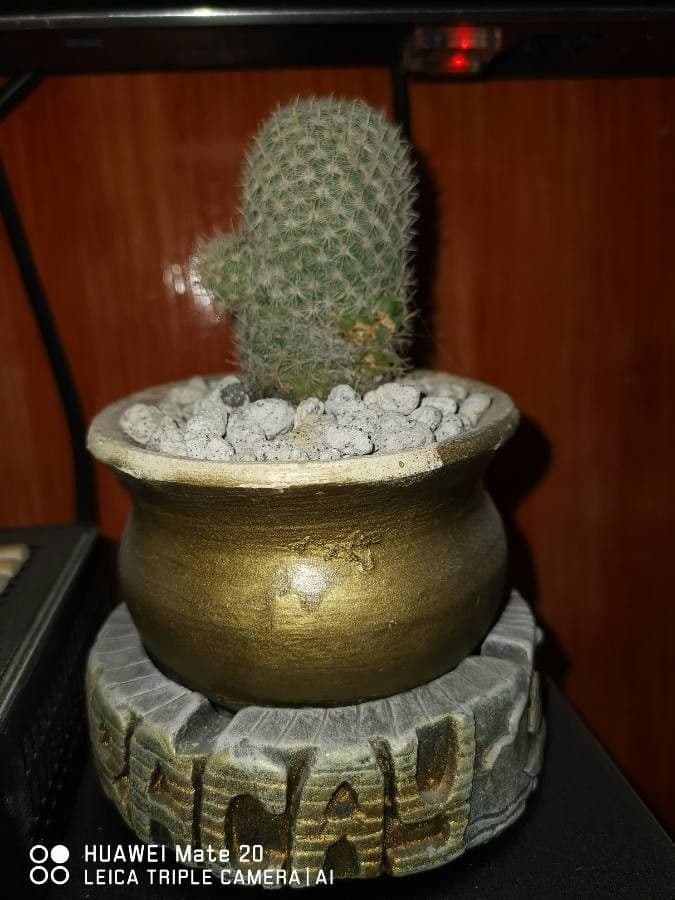 Mammillaria 15