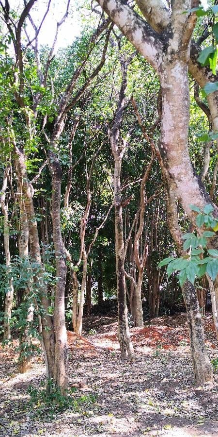 Strychninetree 6