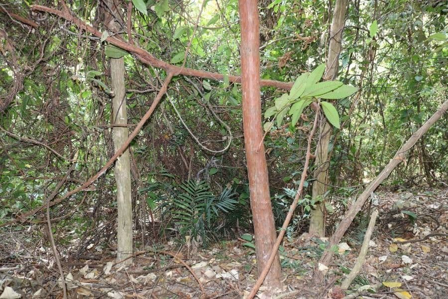 Vismia baccifera 14