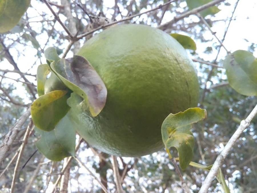 Kafferapfelsine 4