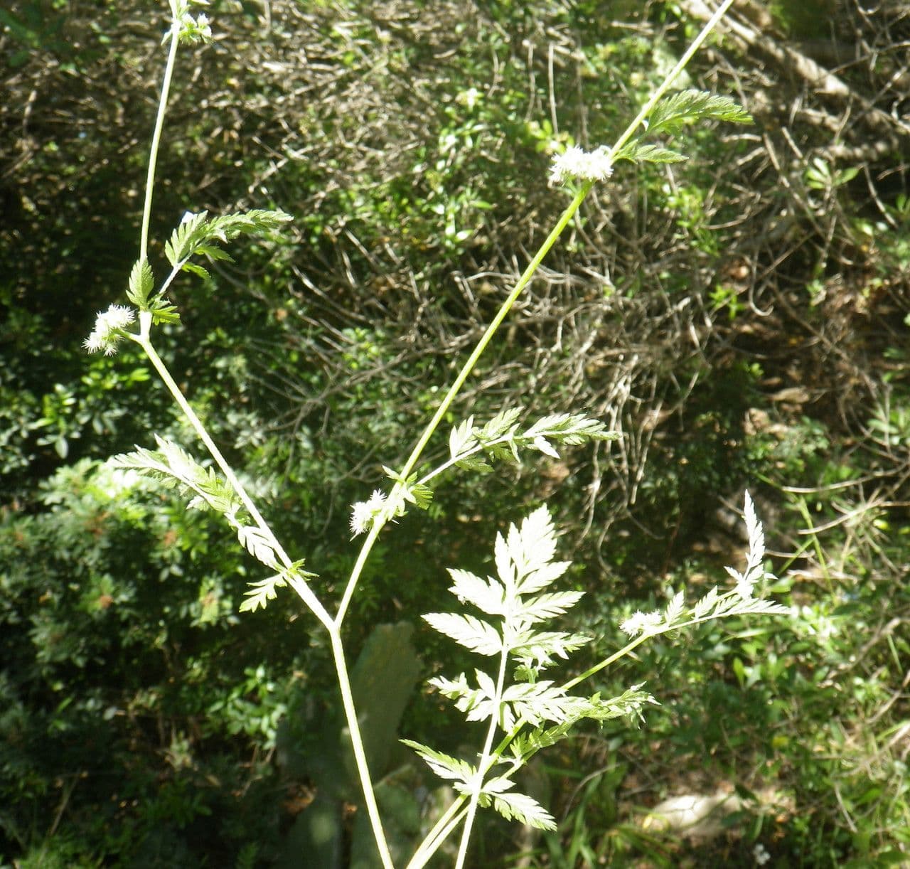 Succowia balearica 15