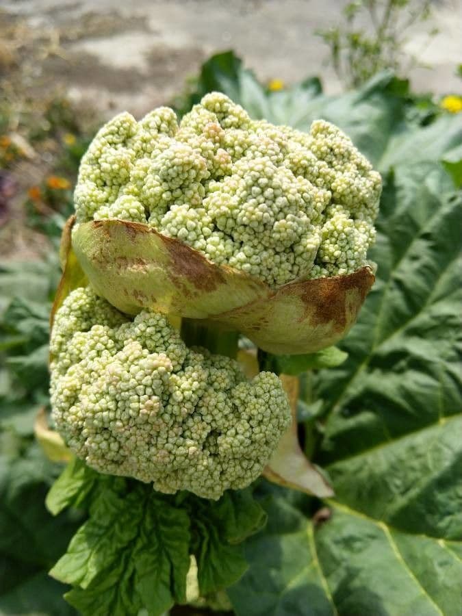 Rabarbaro da giardino 27