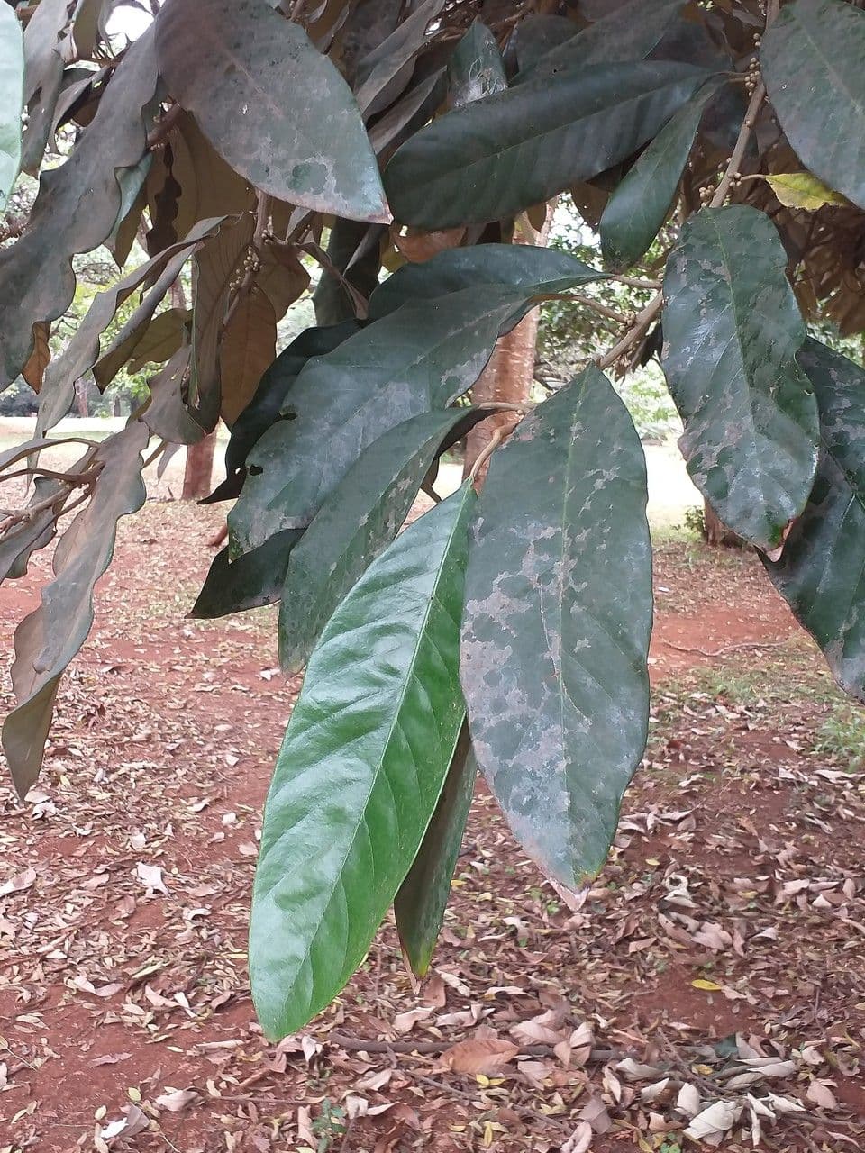 Pouteria 2