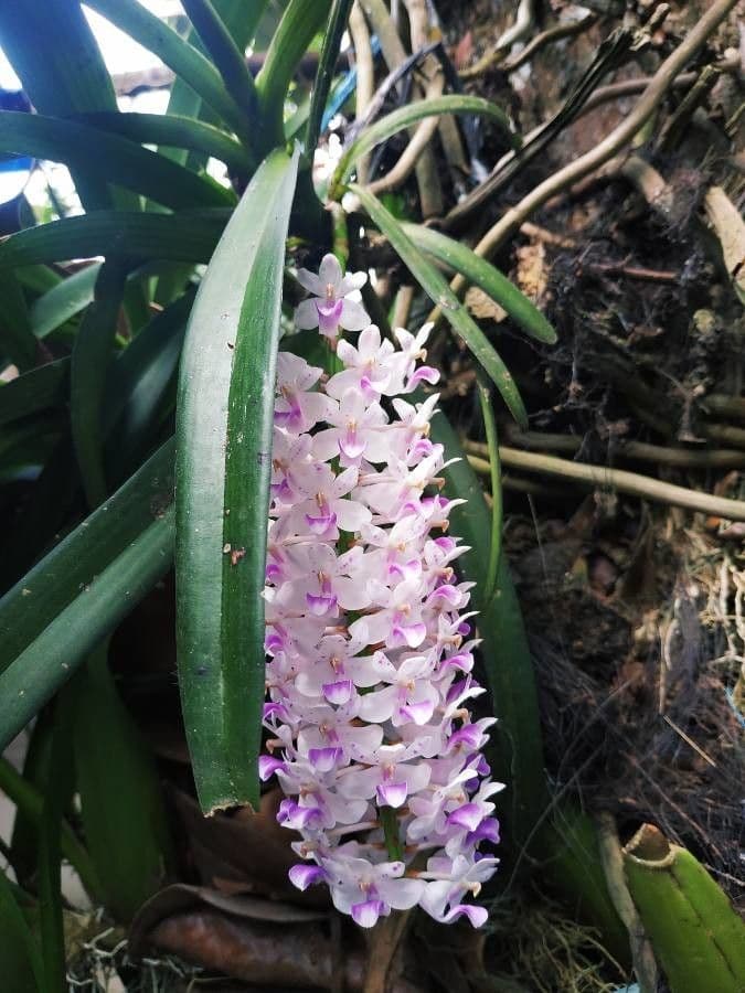 Fuchs-Orchidee