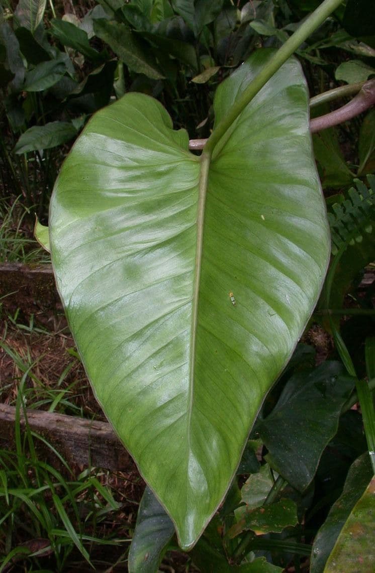 Filodendro 3