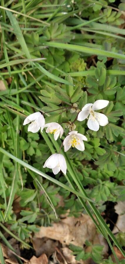 Glockenblume 8