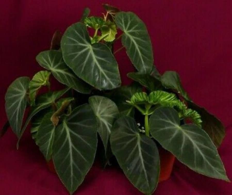 Begonia 5