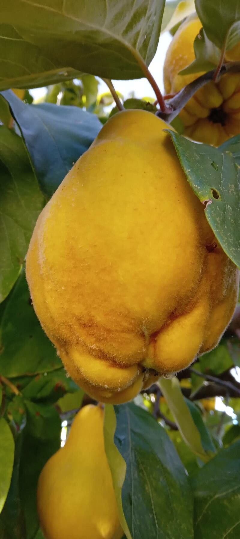 Cotogno 4