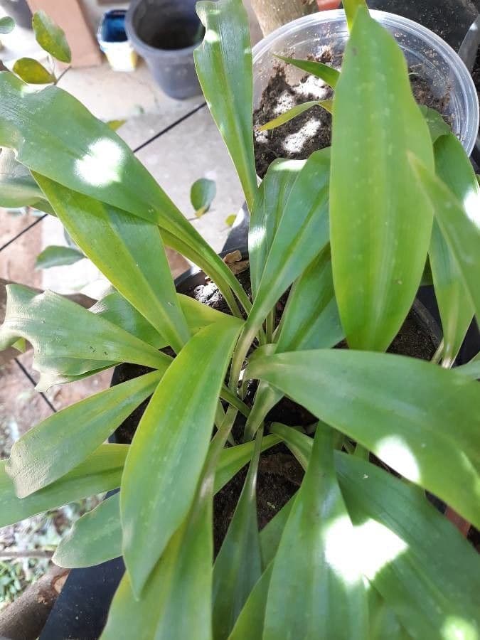 Griffinia 7