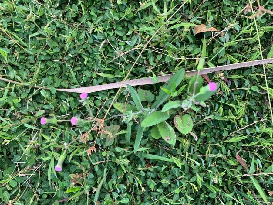 Emilia sonchifolia 11