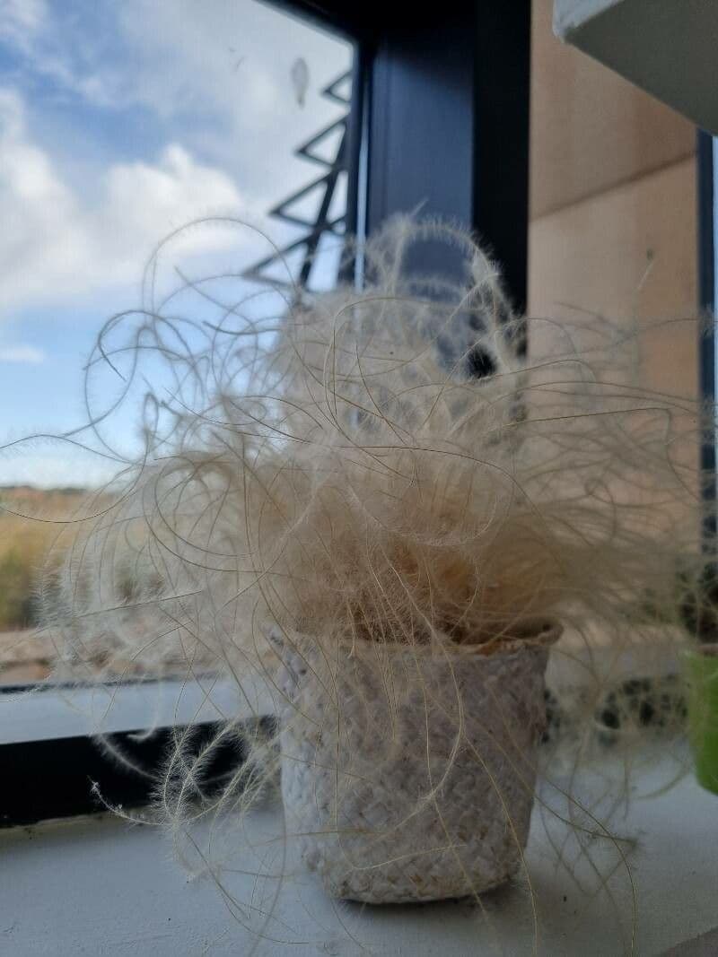 Stipa barbata 9