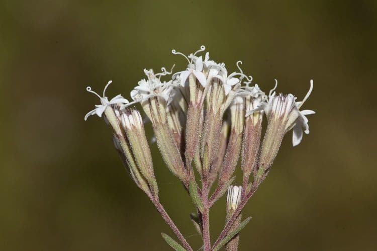 Stevia viscosa 2