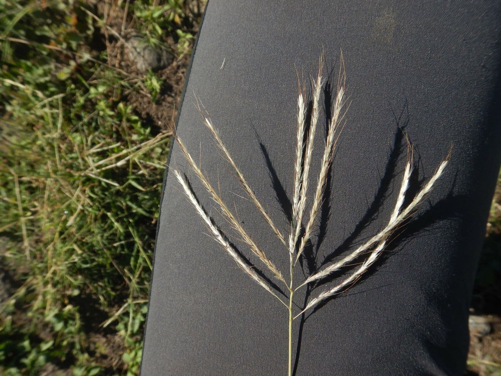 Dichanthium annulatum 9