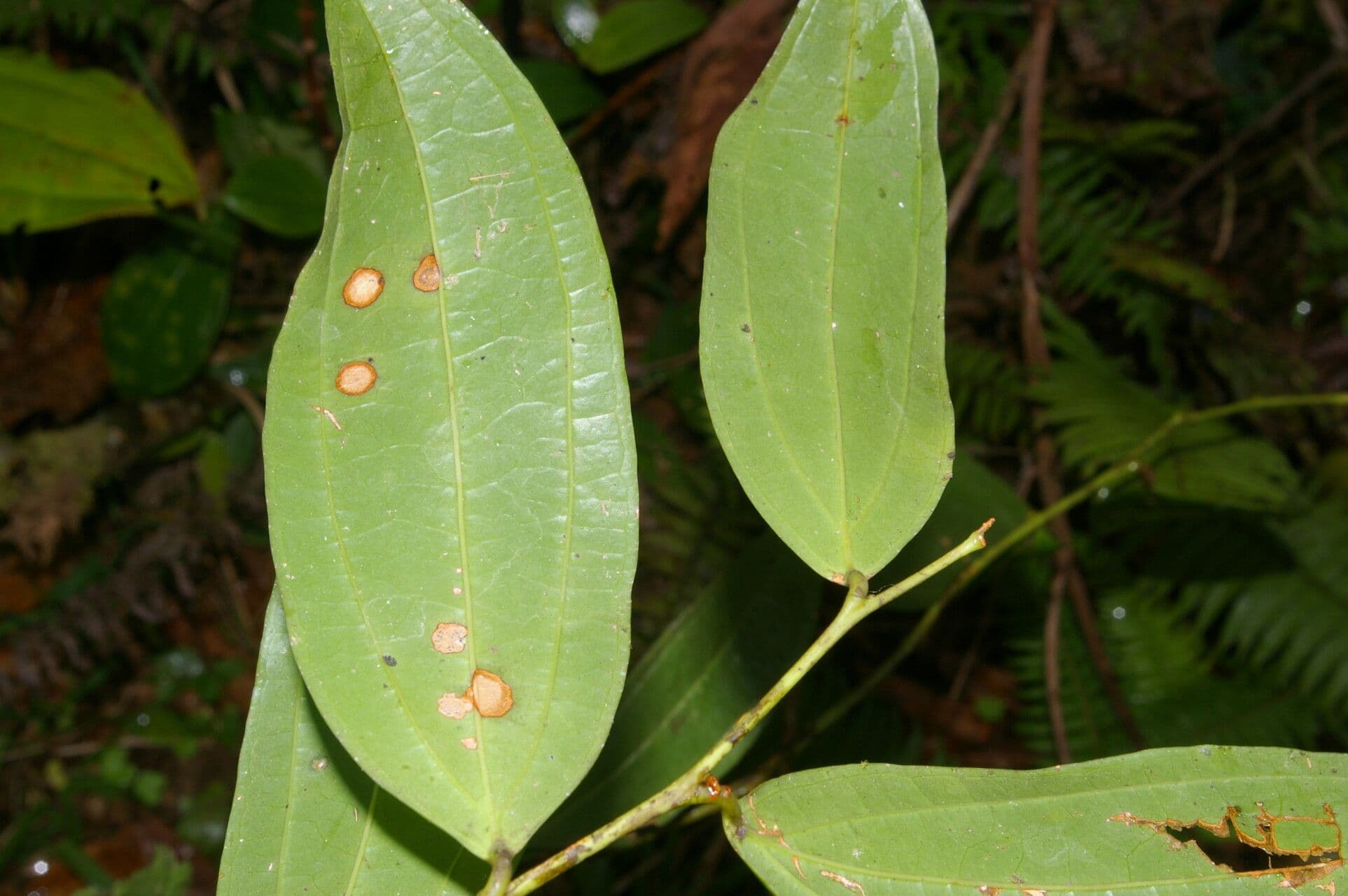 Psammisia ramiflora 10