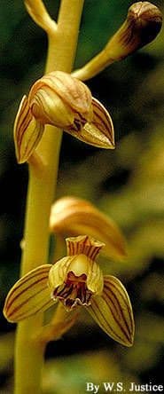 Hexalectris spicata 4