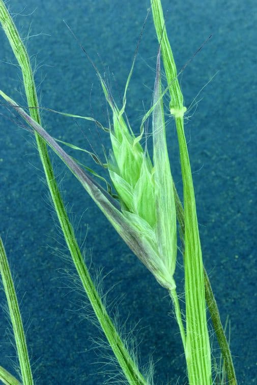 Danthonia a una spiga 5