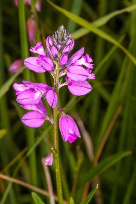 Polygala de Nice