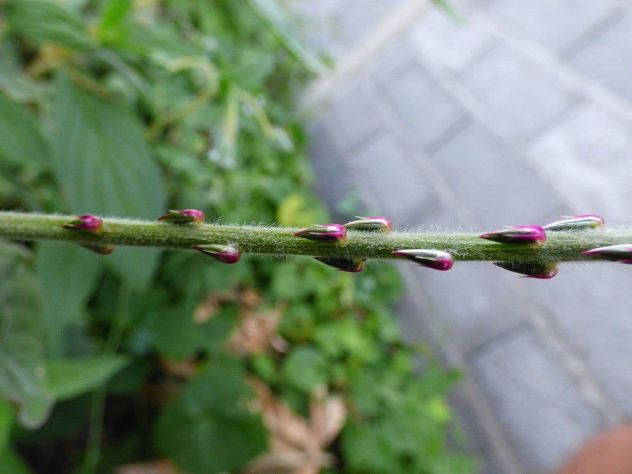 Achyranthes aspera 5
