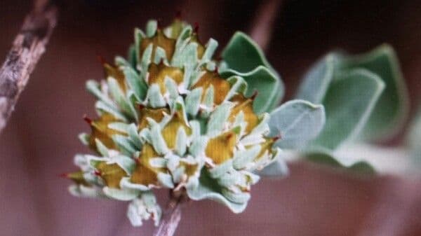 Telephium imperati 3