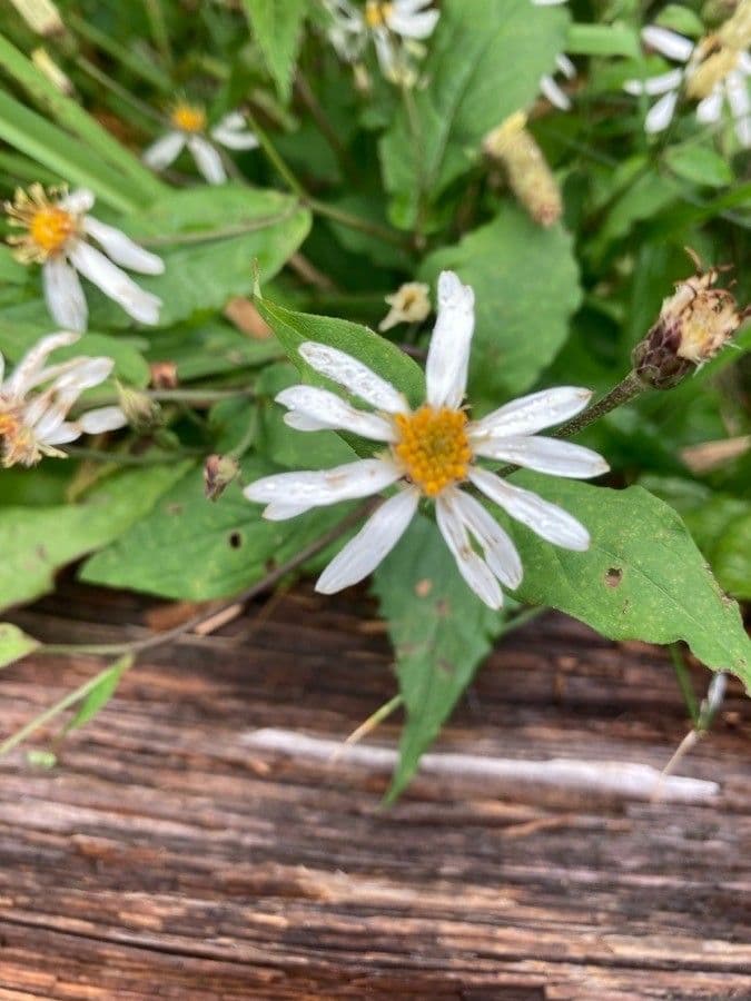 Berg-Aster 4