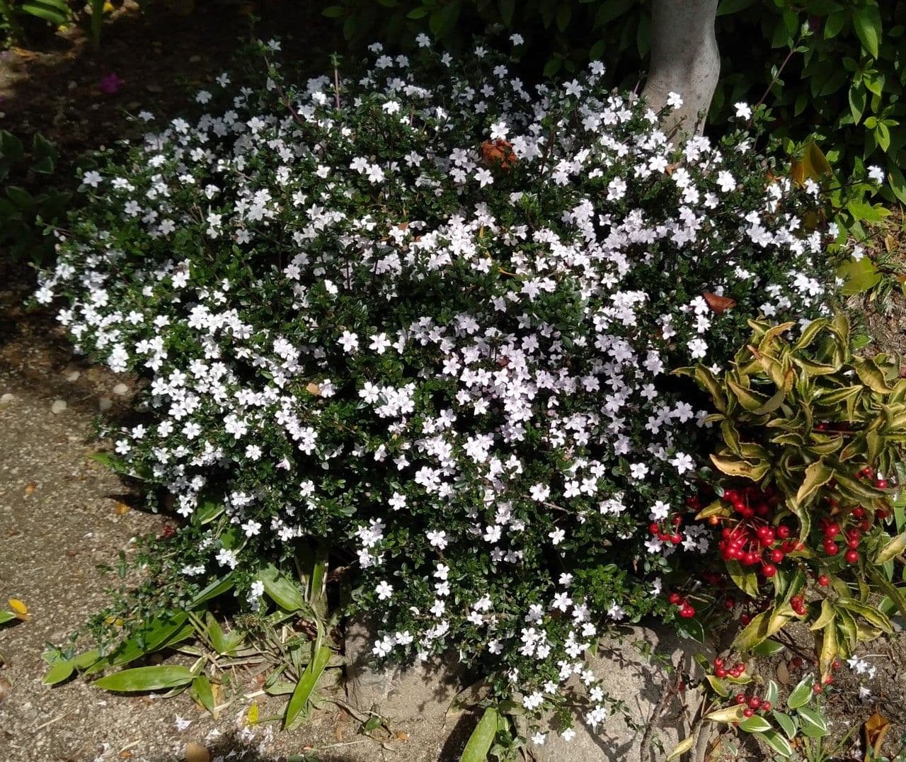 Serissa 9