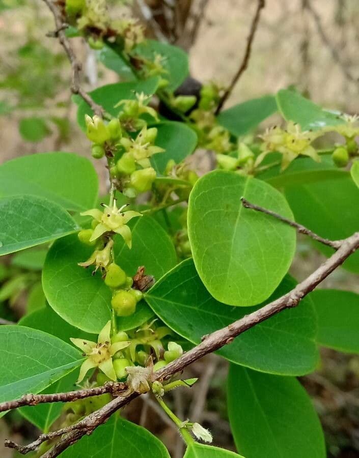 Cleistanthus 3