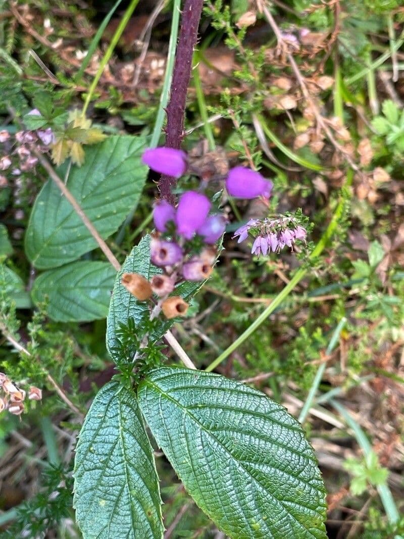 Graue Heide 5