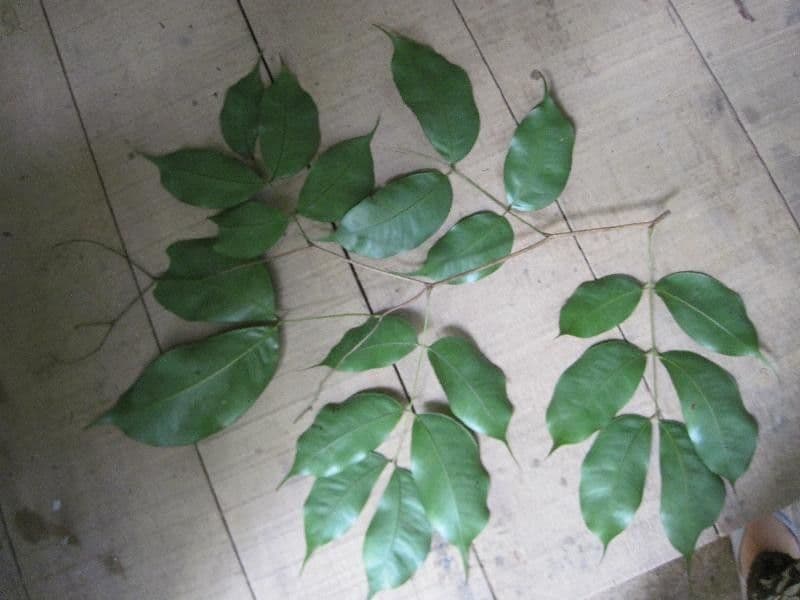 Eperua 12