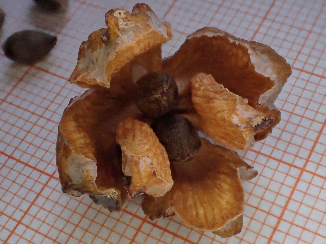 Arborvitae oriental 28