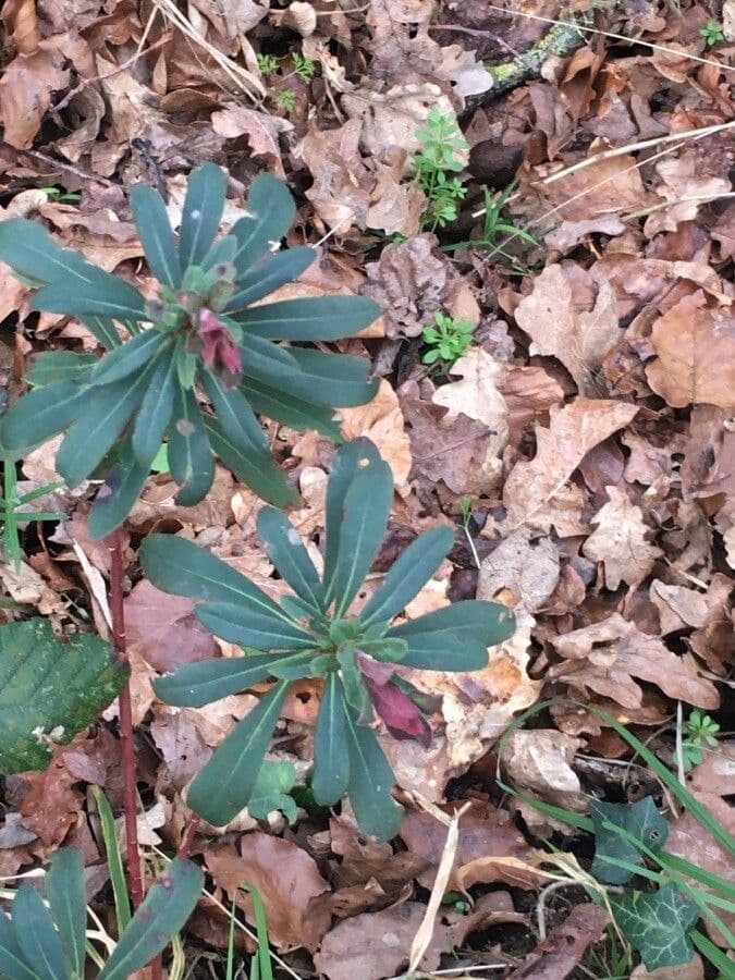 Euphorbe des bois 12