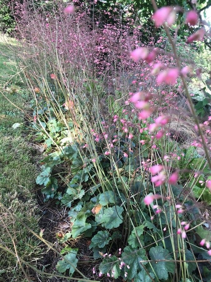 Heuchera 12