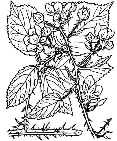 Rovo