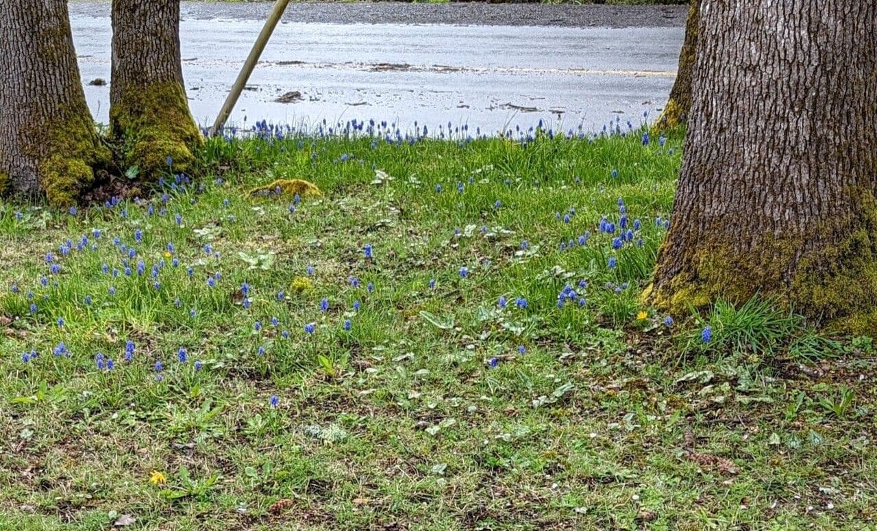 Muscari azzurro 15