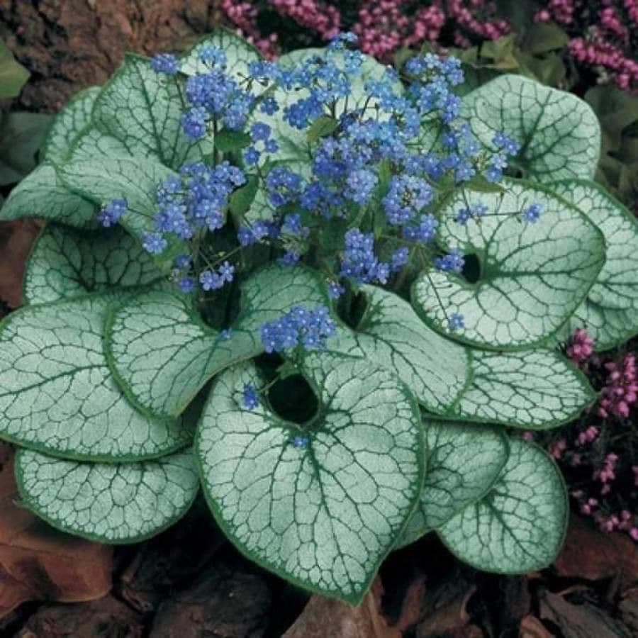 Brunnera macrophylla 4