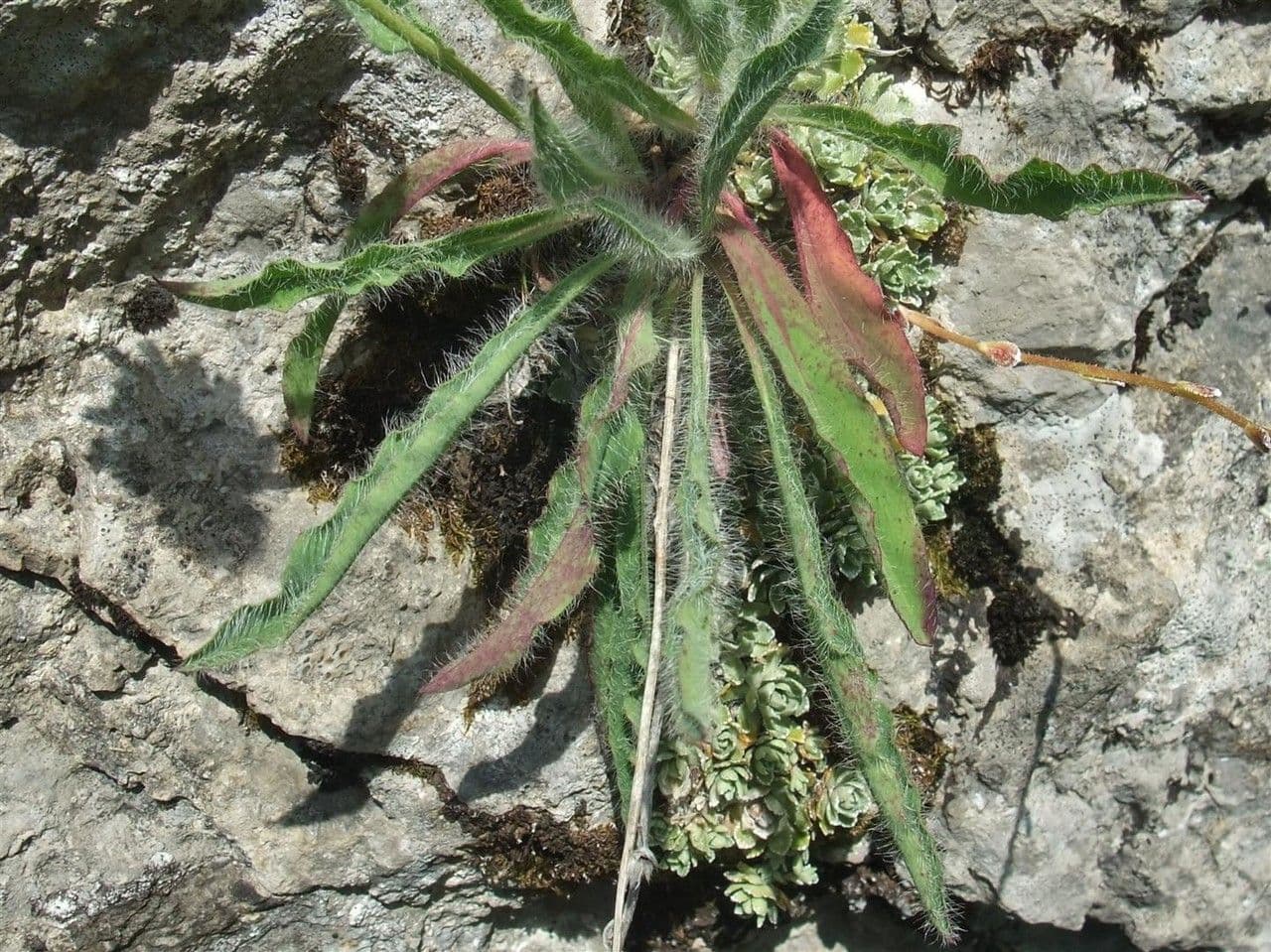 Hieracio lanudo 11