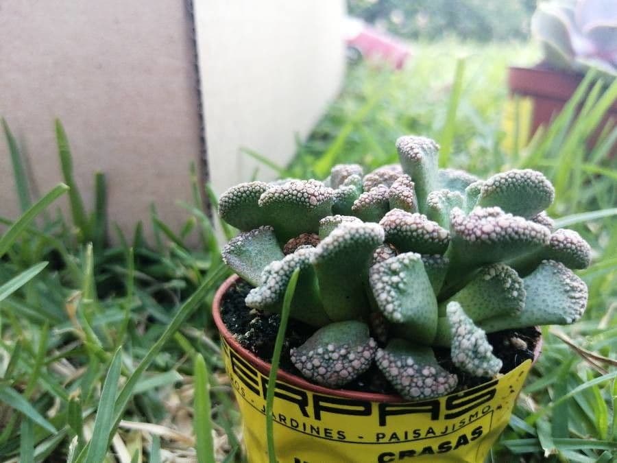 Titanopsis 12