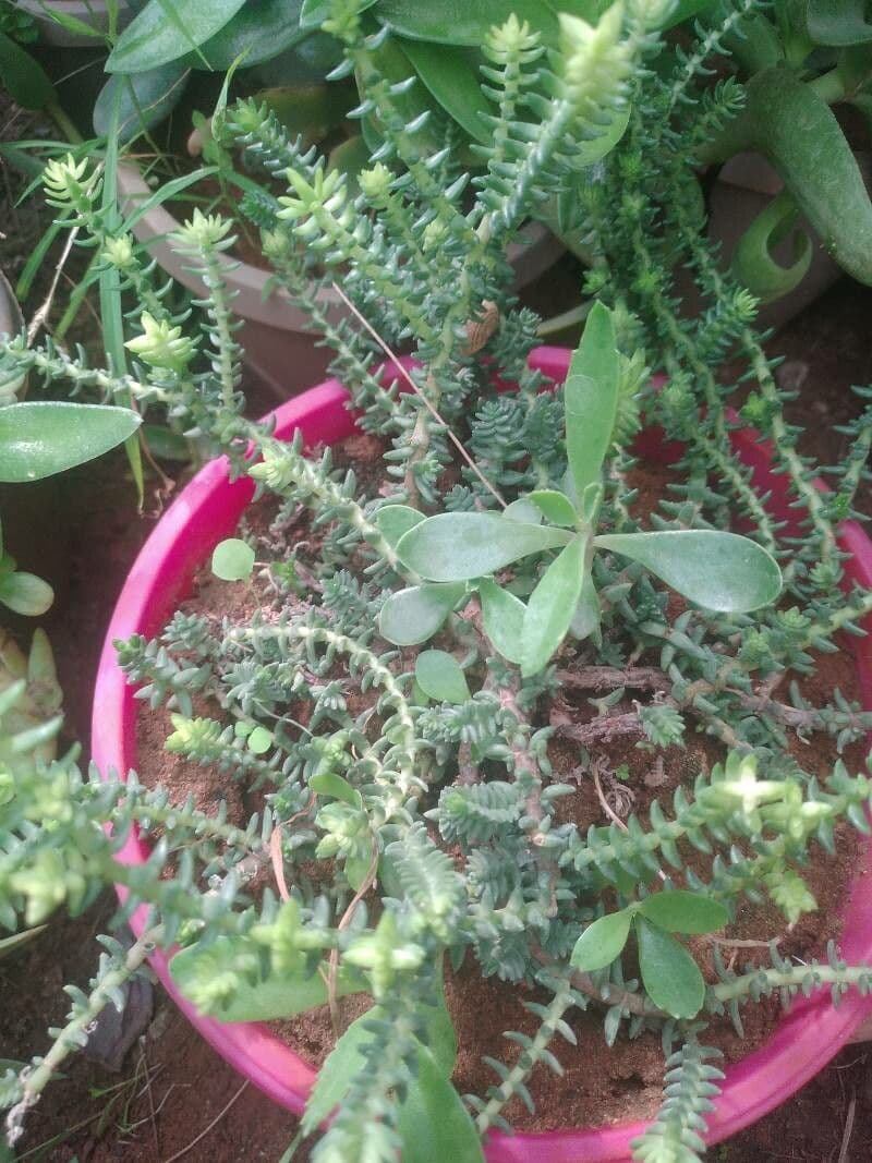 Crassula 7