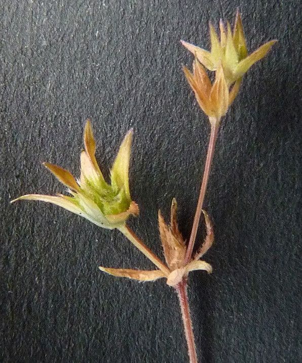 Bupleurum di Balden 3