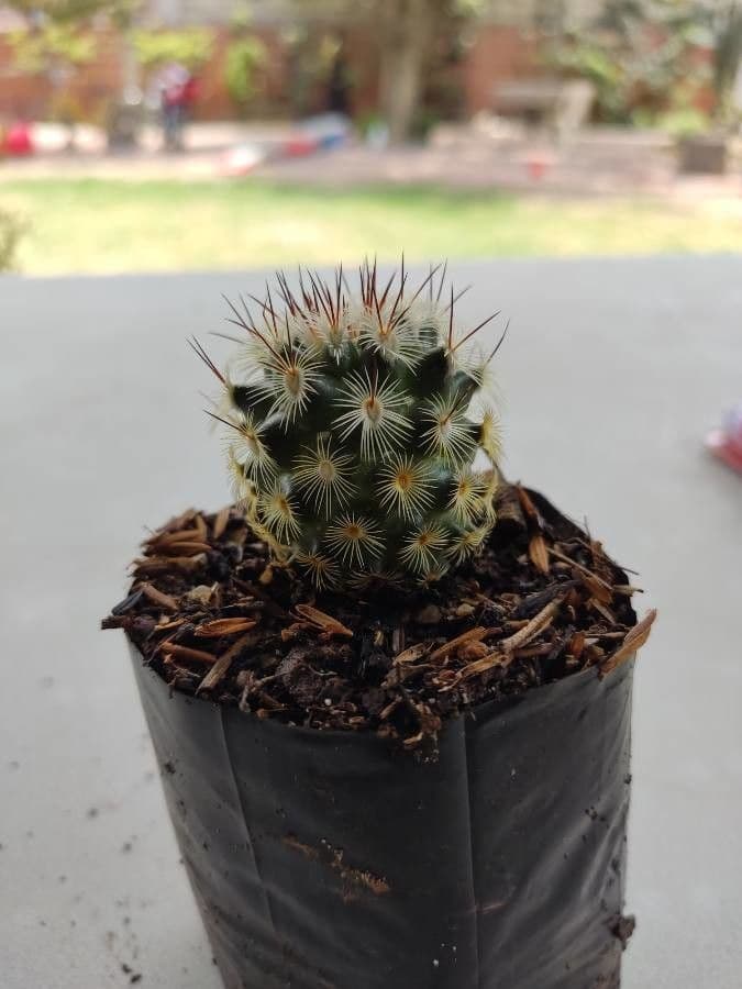 Cactus stella dorata 25