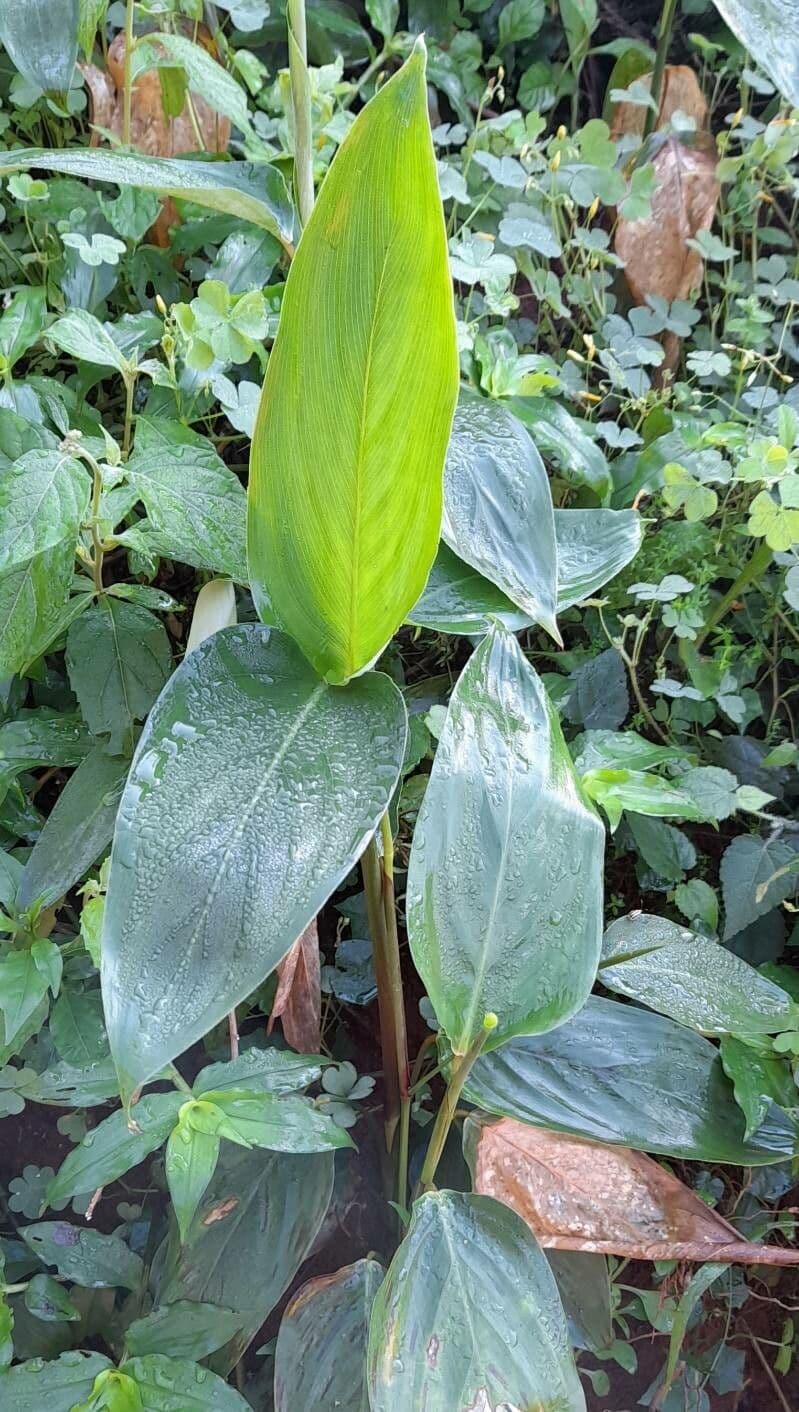 Maranta rizomatosa