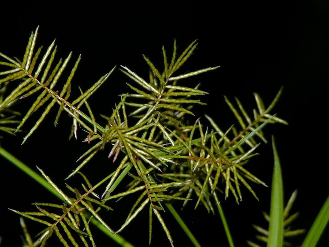 Zigolo odoroso 21