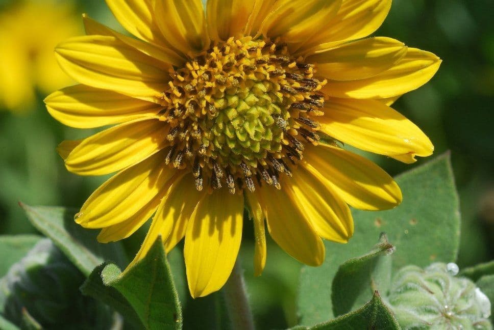 Asch-Sonnenblume