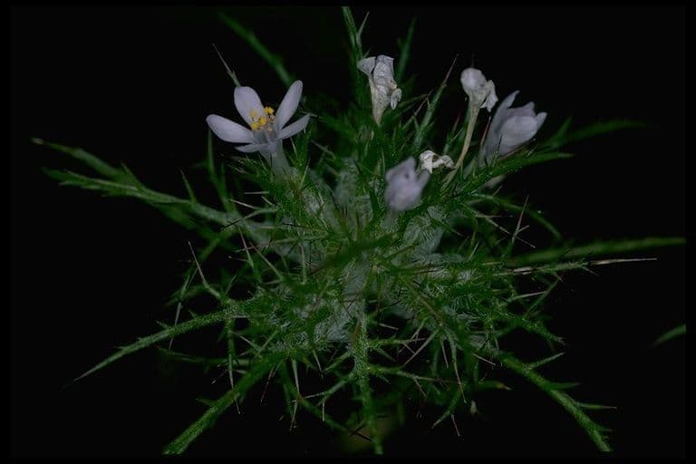 Navarretia