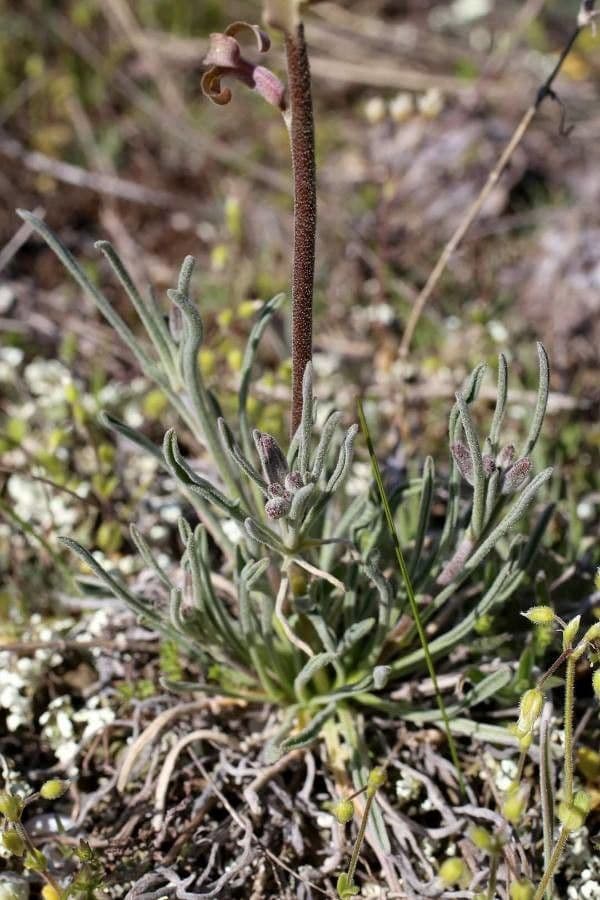 Violaciocca fruticulosa 14