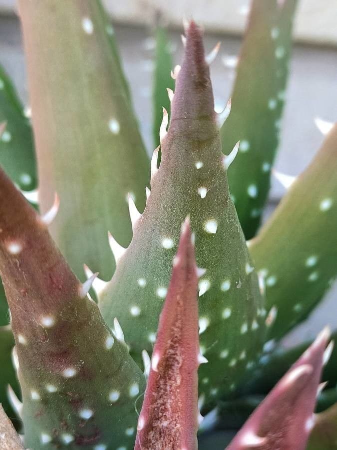 Aloe 4